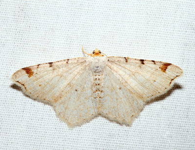  6342 – Red-headed Inchworm Moth – Macaria bisignata