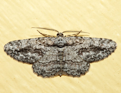 6590 - Common Gray - Anavitrinella pampinaria