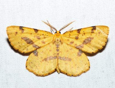 6740 - False Crocus Geometer - Xanthotype urticaria (male)