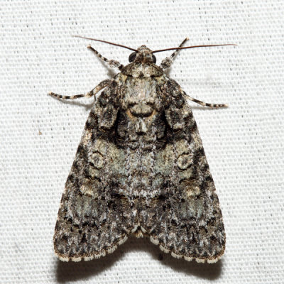 9242  Exiled Dagger  Acronicta exilis