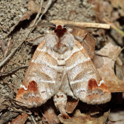 7895 - Sigmoid Prominent - Clostera albosigma 