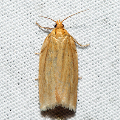 3684 – Clemens' Clepsis – Clepsis clemensiana