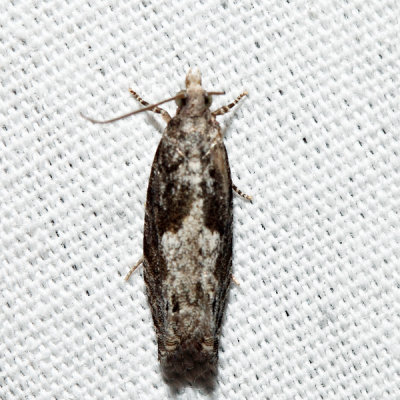 3333 – Oak Trumpet Skeletonizer Moth – Catastega timidella