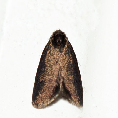 0437 – Common Bagworm Moth – Psyche casta
