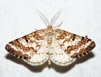 6637 - Pine Powder Moth - Eufidonia convergaria (male)