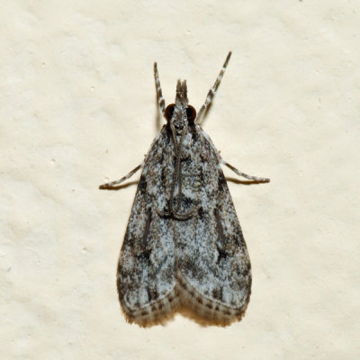4719 – Many-spotted Scoparia – Scoparia basalis 