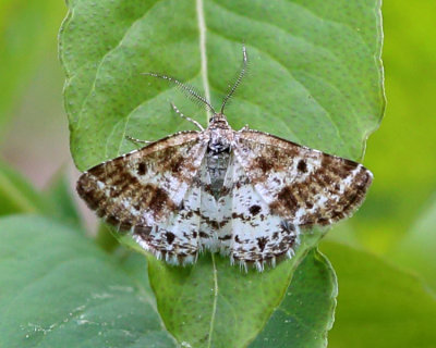 6639 – Sharp-lined Powder Moth – Eufidonia discospilata
