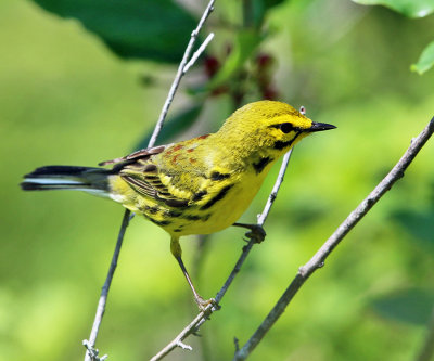 Prairie Warbler - Setophaga discolor