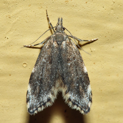 1068 - Three-spotted Concealer - Eido trimaculella