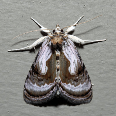 8904 - Formosa Looper - Chrysanympha formosa