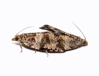 2859 – Celypha Moths – Celypha cespitana
