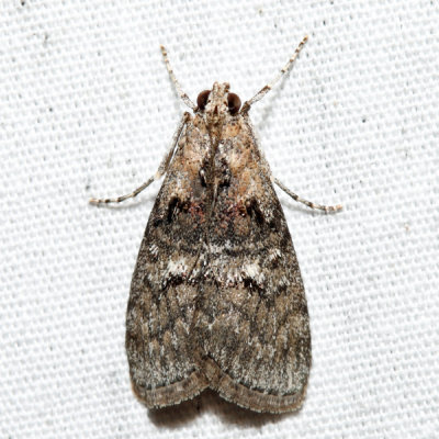 5608 – Striped Oak Webworm Moth – Pococera expandens