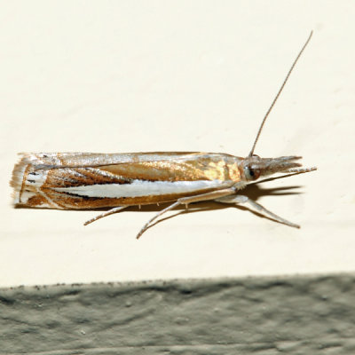 5355 – Common Grass-veneer Moth – Crambus praefectellus