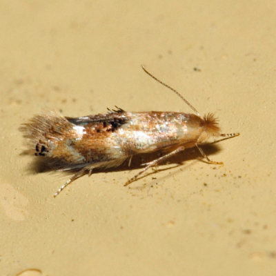 0560 – Birch Skeletonizer Moth – Bucculatrix canadensisella