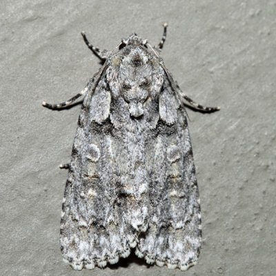 9243 – Ovate Dagger Moth – Acronicta ovata