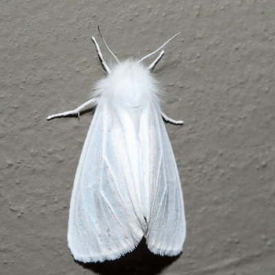 8140 – Fall Webworm Moth – Hyphantria cunea