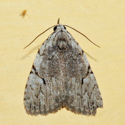  9662 – Many-dotted Appleworm Moth – Balsa malana