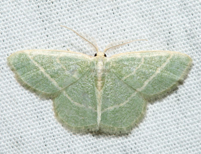 7071 - Blackberry Looper - Chlorochlamys chloroleucaria