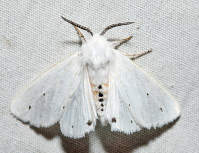 8137 – Virginian Tiger Moth – Spilosoma virginica