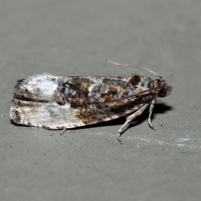  2862 – Green Budworm Moth – Hedya nubiferana