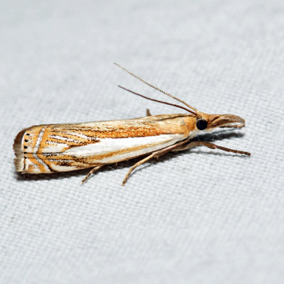 5362  Double-banded Grass-veneer Moth  Crambus agitatellus