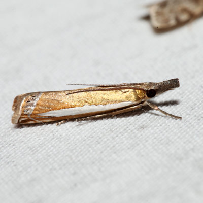 5357 – Leach's Grass-veneer Moth – Crambus leachellus