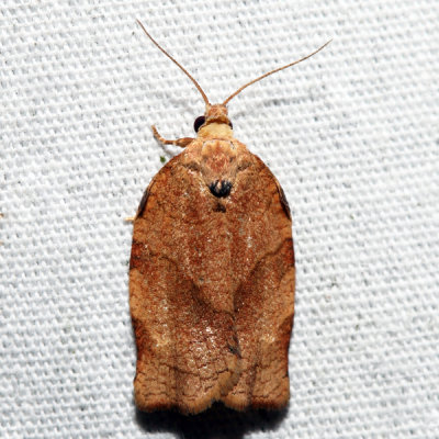 3594 – Three-lined Leafroller – Pandemis limitata