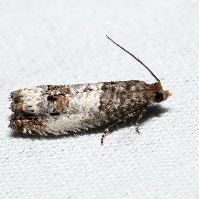 2906 – Eye-spotted Bud Moth – Spilonota ocellana