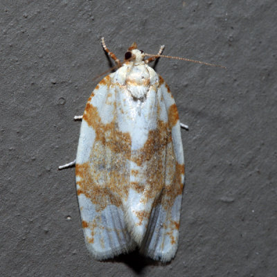 3624 - White-spotted Leafroller - Argyrotaenia alisellana