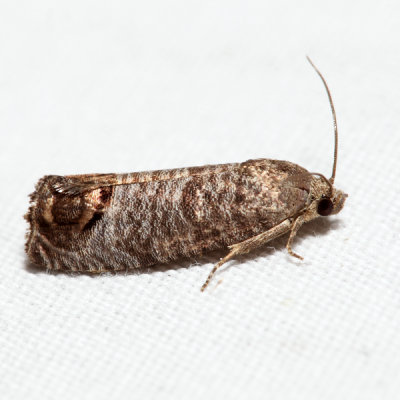 3492 - Codling Moth - Cydia pomonella