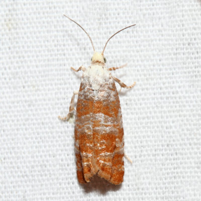 2889 - Pitch Twig Moth - Retinia comstockiana