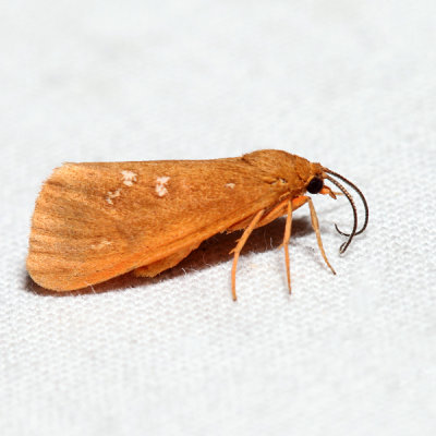 8121  Orange Holomelina  Virbia aurantiaca