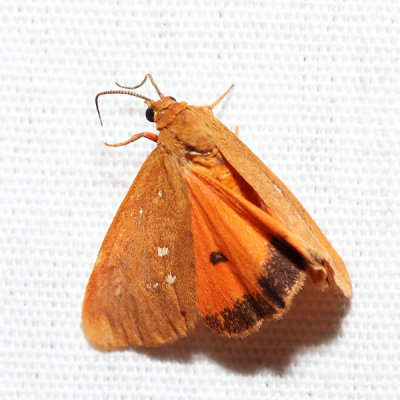 8121 – Orange Holomelina – Virbia aurantiaca