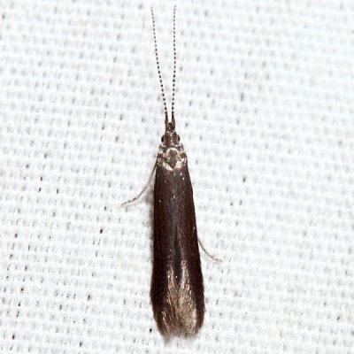 1308 – Cigar Casebearer Moth – Coleophora serratella