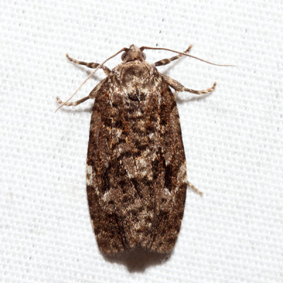 3638 - Spruce Budworm Moth - Choristoneura fumiferana