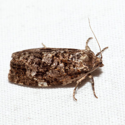 3638 - Spruce Budworm Moth - Choristoneura fumiferana