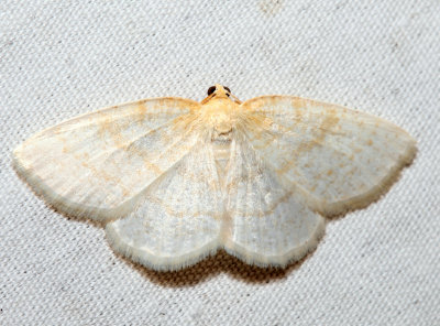 6815 - Gueneria similaria (male)