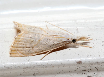 5489 – Peppered Haimbachia Moth – Haimbachia placidella