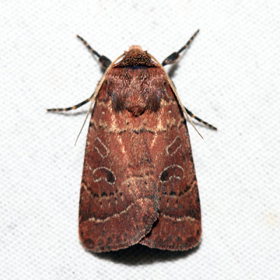  10563  Ruddy Quaker Moth  Protorthodes oviduca