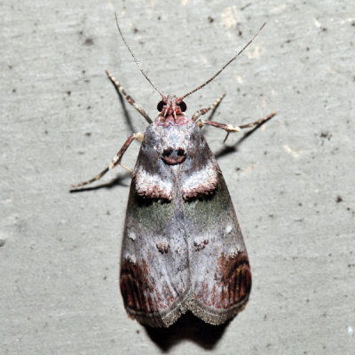 5588 - Orange-tufted Oneida Moth - Oneida lunulalis