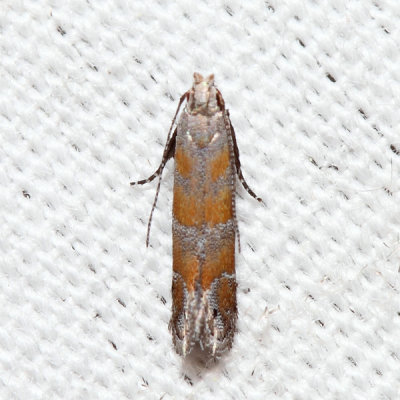 2229 – Stripe-backed Moth – Battaristis vittella