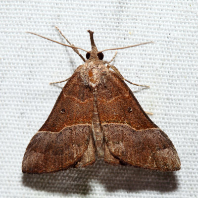 8455 - Red-footed Hypena - Hypena eductalis