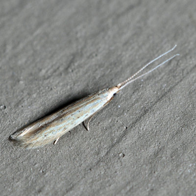 1349  Coleophora lineapulvella