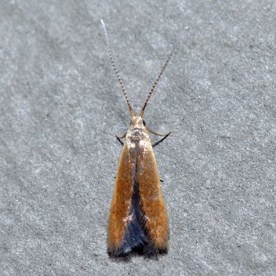 1301.1 – Coleophora limosipennella