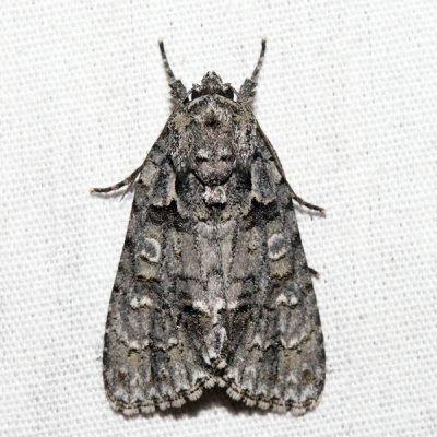 9245  Hesitant Dagger  Acronicta haesitata