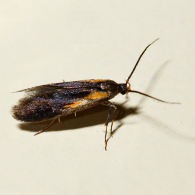 1059 - Newman's Mathildana Moth - Mathildana newmanella