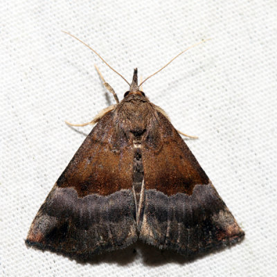 8447 – Gray-edged Hypena – Hypena madefactalis
