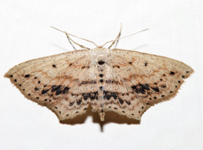 7157 - Frosted Tan Wave Moth - Scopula cacuminaria