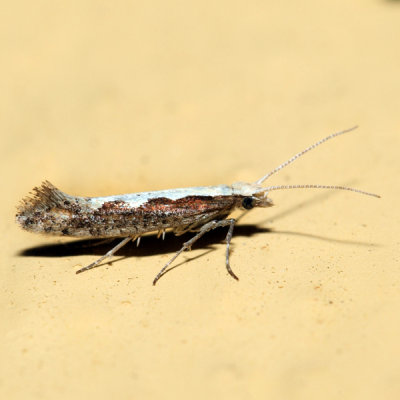 2366 – Diamondback Moth – Plutella xylostella