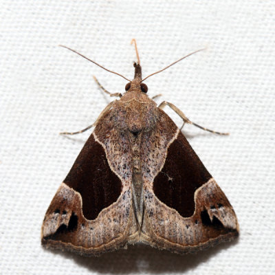 8441  Flowing-line Hypena  Hypena manalis